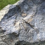 Paradoxides gracilis
